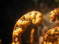 Paragymnopteris marantae marantae