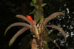 Guzmania melinonis