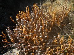 Paragymnopteris marantae marantae