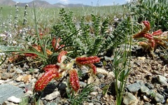 Oxytropis microphylla