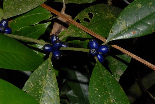Saldinia boiviniana