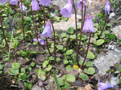 Soldanella pusilla