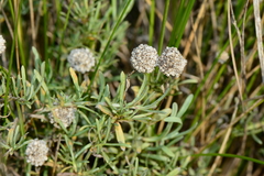 Calocephalus lacteus