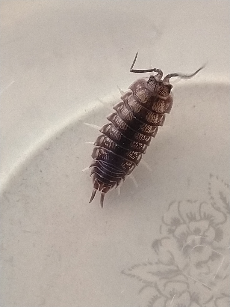 Curly Woodlouse