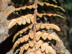 Paragymnopteris marantae marantae