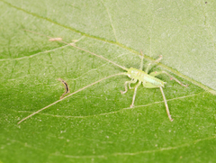 Meconema
