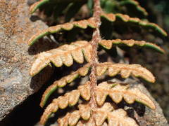 Paragymnopteris marantae marantae