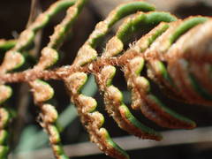 Paragymnopteris marantae marantae