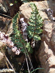 Paragymnopteris marantae marantae