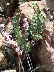 Paragymnopteris marantae marantae