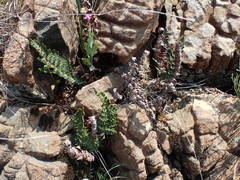 Paragymnopteris marantae marantae