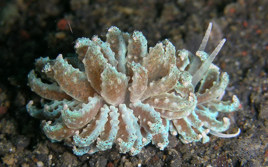 Beaded Soft Coral Eater