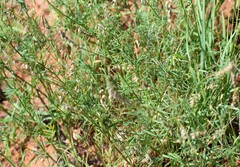 Astragalus gracilis