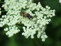 Cerceris rybyensis