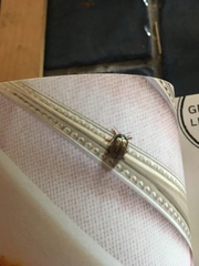 Calligrapha philadelphica