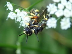 Cerceris rybyensis
