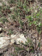 Paragymnopteris marantae marantae