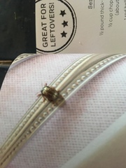 Calligrapha philadelphica