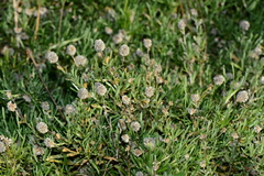 Calocephalus lacteus