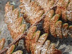 Paragymnopteris marantae marantae
