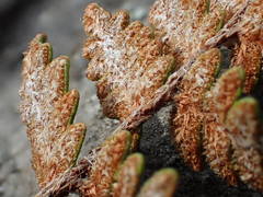 Paragymnopteris marantae marantae