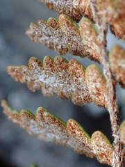 Paragymnopteris marantae marantae