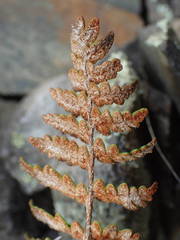 Paragymnopteris marantae marantae