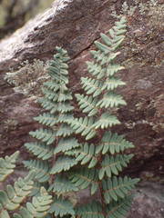 Paragymnopteris marantae marantae
