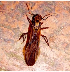 Acromyrmex coronatus