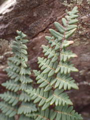 Paragymnopteris marantae marantae