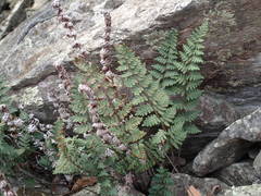 Paragymnopteris marantae marantae