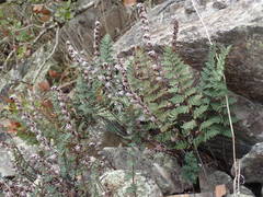 Paragymnopteris marantae marantae