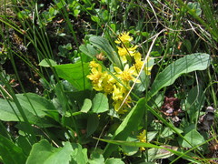 Solidago virgaurea minuta