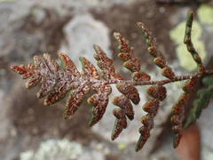 Paragymnopteris marantae marantae