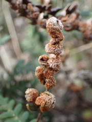 Paragymnopteris marantae marantae