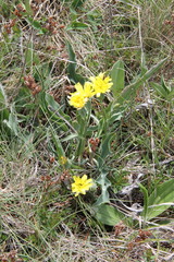 Takhtajaniantha crispa