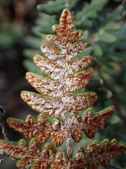 Paragymnopteris marantae marantae