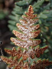 Paragymnopteris marantae marantae