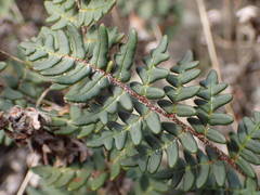 Paragymnopteris marantae marantae