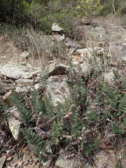Paragymnopteris marantae marantae