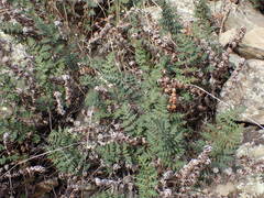 Paragymnopteris marantae marantae