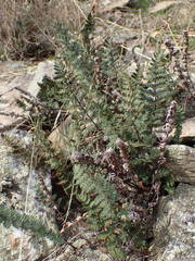 Paragymnopteris marantae marantae