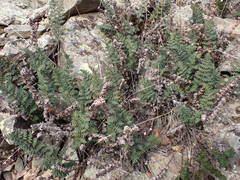 Paragymnopteris marantae marantae