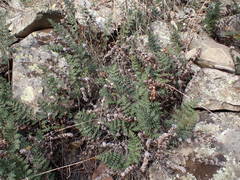 Paragymnopteris marantae marantae