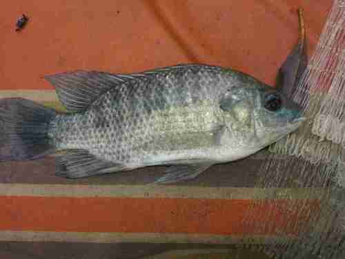 Mozambique Tilapia