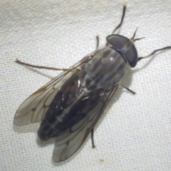 Tabanus abactor
