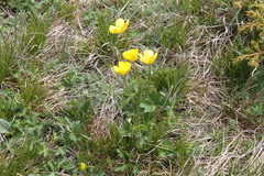 Ranunculus breyninus