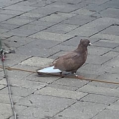 Columba livia domestica