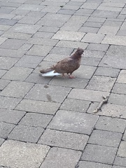 Columba livia domestica