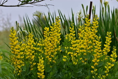 Baptisia sphaerocarpa